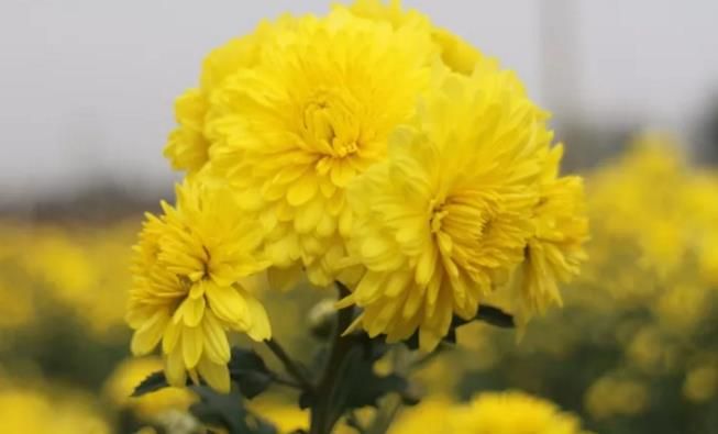 千畝云臺冰菊盛開，誠邀您蒞臨免費參觀！